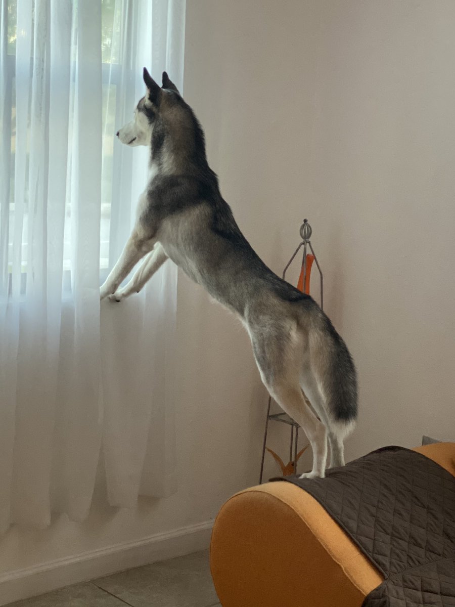 Is the ice cream man coming?