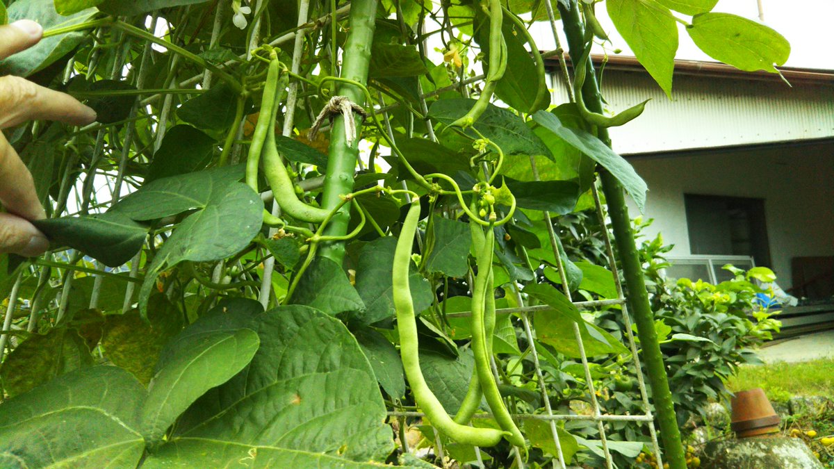 インゲンの栽培