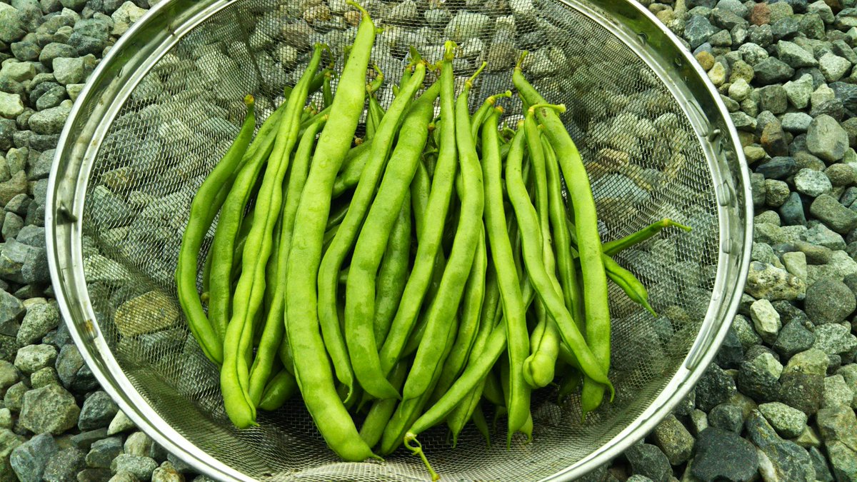 インゲンの栽培