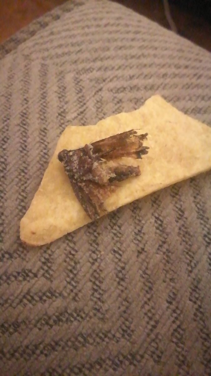 FrejaM's tweet image. Just found a massive, fried moth in my @sainsburys tortilla chips. I think I'm going to puke 🤢 #vegan #vegetarian #sainsburys #moth #sogross