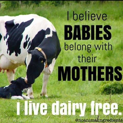 herbivore_club's tweet photo. It is standard practice to separate newborn calves from their mothers within 24 hours so that Humans can drink their milk. They cry for each other for weeks. #NotInMyName 🐄
#NationalItalianCheeseMonth
#ItalianCheeseMonth 🧀 https://t.co/59Z9fSuo9M