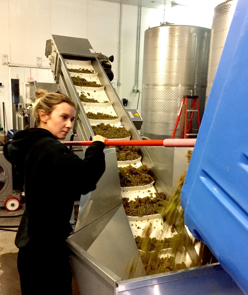 HeartDocSharon's tweet photo. First of the 2019 season to get to the crushpad @luckettvineyard is #JohnstonVineyards Petite Milo. @guymainguy @PeteLuckett @geenaluckett @goodvineguy @WinesofNS #NSwine https://t.co/zOY51I8Uyc