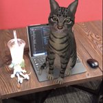 猫さんは常に世界一かわいいという話とうちの子の可愛い記録更新のろけ ...