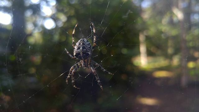 JayColeYoga's tweet photo. Check out this cool #spider in the window!

#nofilter #VancouverIsland https://t.co/ys2VFDPE38