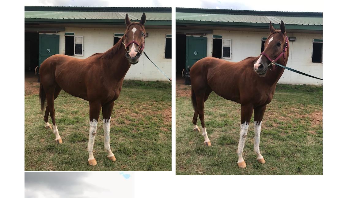 Here's some closeup looks at your 2019 Remington Park Racing Club horse - Spectacticle