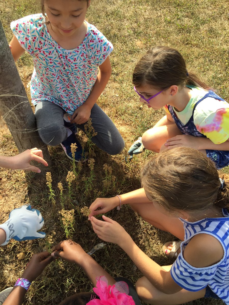 Looking for seeds and different dispersal techniques on our Friday nature walk! <a href="/DiscoveryAPS/">Discovery APS</a>