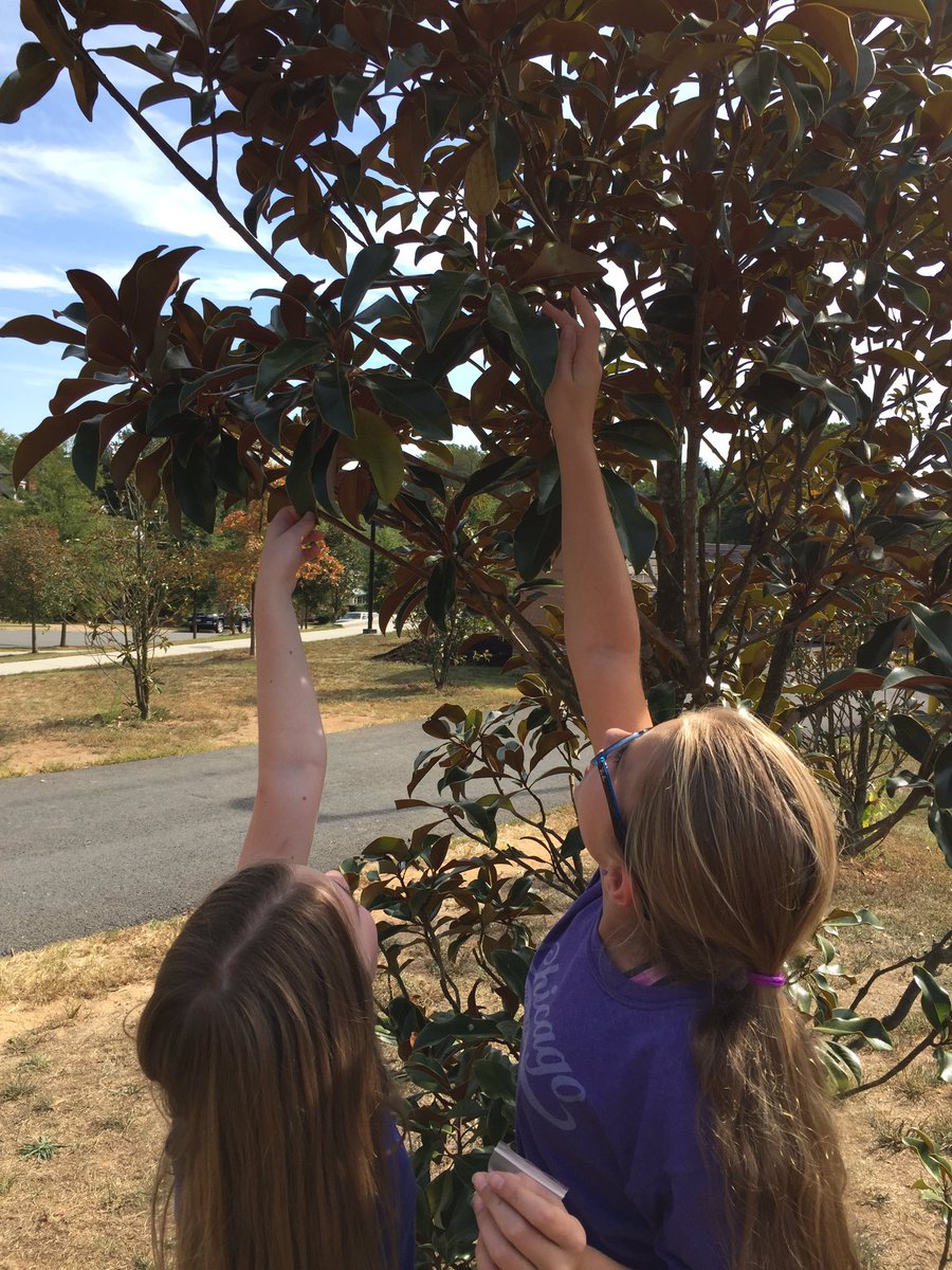 MissAppaiah's tweet photo. Looking for seeds and different dispersal techniques on our Friday nature walk! @DiscoveryAPS https://t.co/xMKhXrldGu