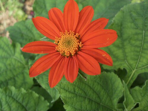 もも おはようございます 9 29誕生花 チトニア 花言葉 果報者 別名メキシコヒマワリ 花期は8 10月 背丈を超え雄大な草姿の先に中輪の花が咲きます ギリシャ神話に登場するトロイ王の息子ティトヌスの名前に由来し ティトヌスは年上の曙の女神一目 もも おはようございます 9 29誕生花 チトニア 花言葉 果報者 別名メキシコヒマワリ 花期は8 10月 背丈を超え雄大な草姿の先に中輪の花が咲きます ギリシャ神話に登場するトロイ王の息子ティトヌスの名前に由来し ティトヌスは年上の曙の女神一目