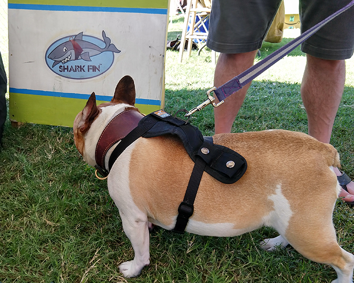 sharkfingear's tweet photo. Orien the #FrenchBulldog admiring the Shark Fin shark while wearing his on James Bond Burgundy #SharkFinCollar https://t.co/oQFnML3Ceb