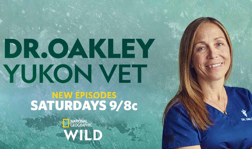 YukonVet's tweet image. OUR NEW SEASON STARTS TONIGHT ‘Dr Oakley Yukon Vet’ ON @NATGEOWILD   Please  help us get the word out 🤗❤️🙌  #familyfun #droakley #yukon #vetmed #bison #familytv