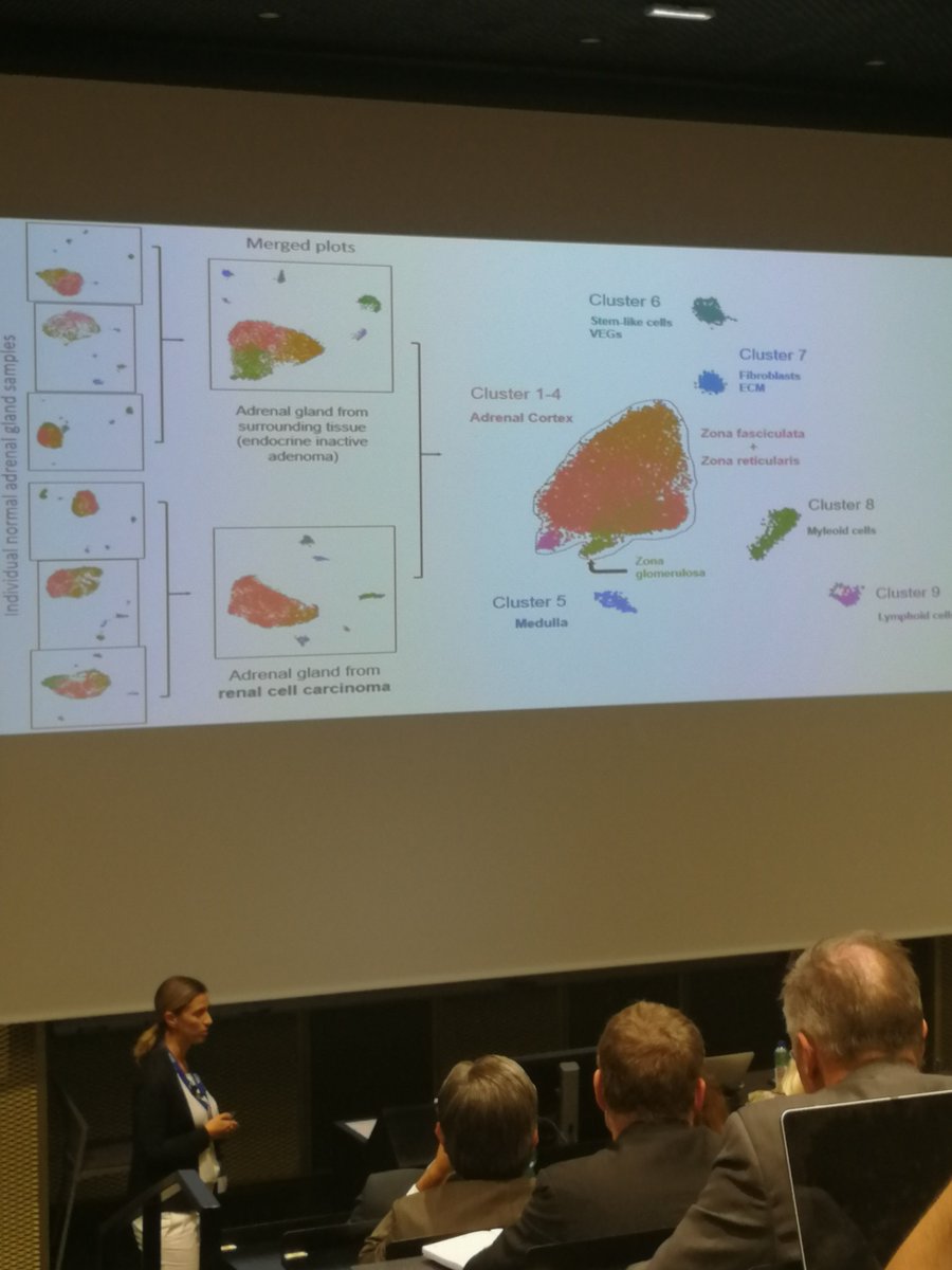 EndoWue's tweet photo. Amazing data presented yesterday by @CryRonchi on #SingleCell at the international #ACC2019Clermont symposium. We should start to consider that #adrenal glands have more cell clusters than the classical zones. Team @EndoWue @Uni_WUE https://t.co/VnRNCYuFBG