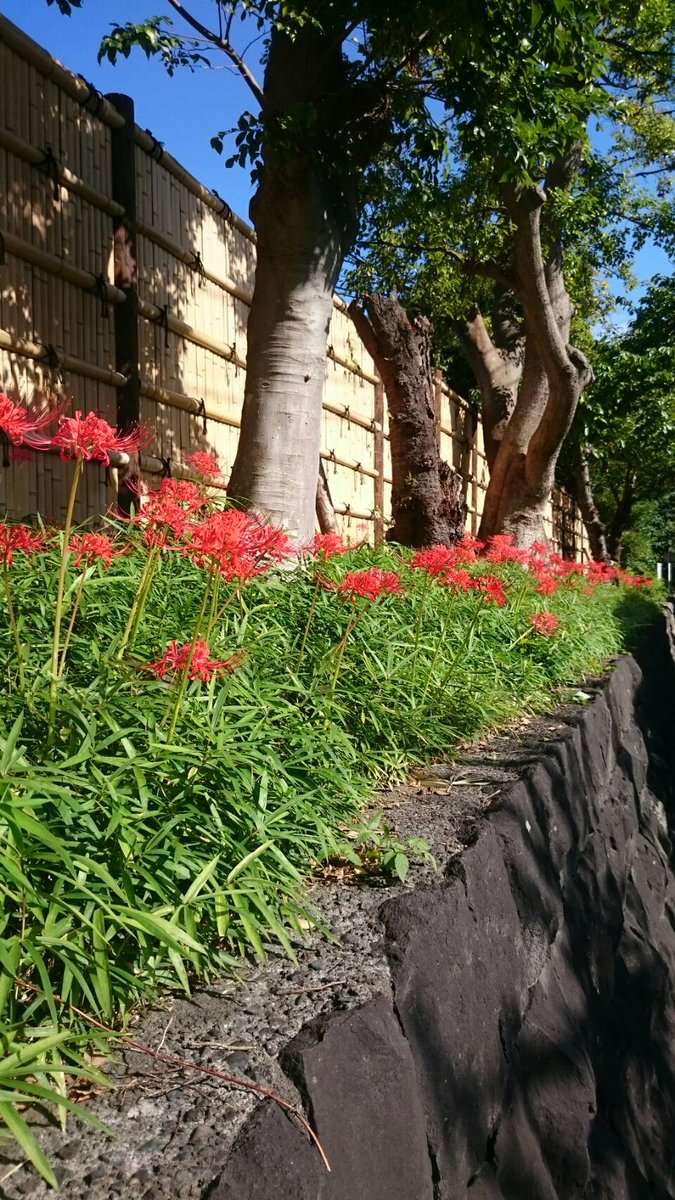 かなさんの足つぼ屋さん前の光景です。秋晴れの鎌倉をより美しく感じます。
#鎌倉　#彼岸花