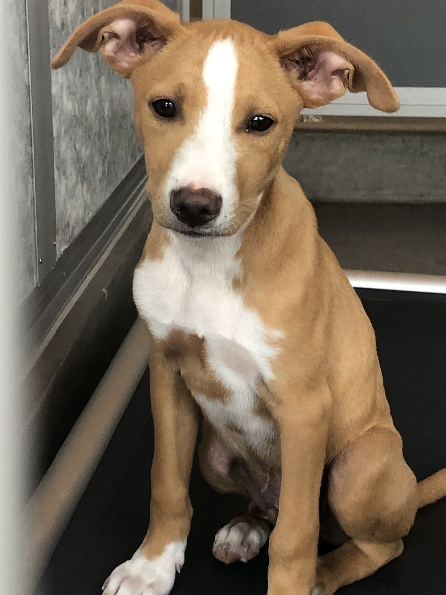 CB_Del_Mar's tweet photo. Some of the pups still up for adoption from today’s #homesfordogs event at @HWAC https://t.co/aEAMP194U8