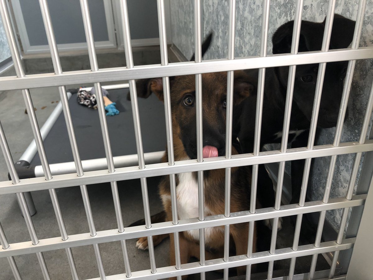 CB_Del_Mar's tweet photo. Some of the pups still up for adoption from today’s #homesfordogs event at @HWAC https://t.co/aEAMP194U8