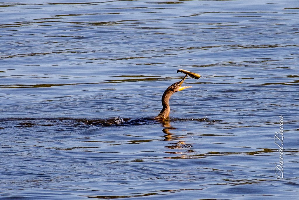 Double-crested Cormorant with an eel for lunch.

#doublecrestedcormorant #cormorant #wildbird #wildbirds #total_birds #bestbirds #bestbirdshots #birdlife #naturephotography #wildgeography #birdwatching #wildlifephotography #birding #birdphotography #audubon #nikonwildlife