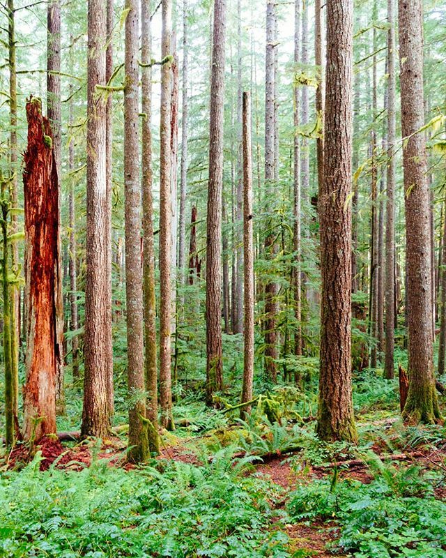 ericmuhr's tweet photo. Nothing special here - except the shades of red and green. And the silence. #SiouxonCreekTrail #SiouxonCreek #GiffordPinchotNationalForest #Amboy #Washington #WashingtonExplored #NW_Explored https://t.co/ZD6WDZ9ALf https://t.co/BfqmqyUo50