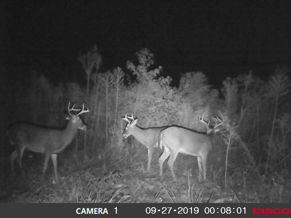 JRobbOutdoors's tweet photo. OMG pulled SD before getting in stand this evening. Was ready to shoot big doe but got dark on me. #tascotrailcam #bigbucks #deerhunting #antleraddict #whitetaildeer #bowseason2019 #buckfever #natureismygrocerystore #mossyoakcamo #bowhunting #mathewssolocamlx #bsaoptics #outdoors https://t.co/1V78p5jBaO