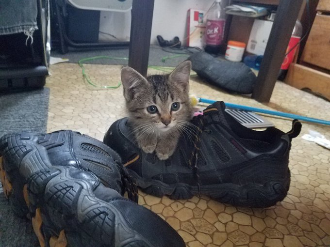 Cutie https://t.co/452zhjJiN2<a href="/tag/newprofilepic"class="tags"><span>#newprofilepic</span></a>