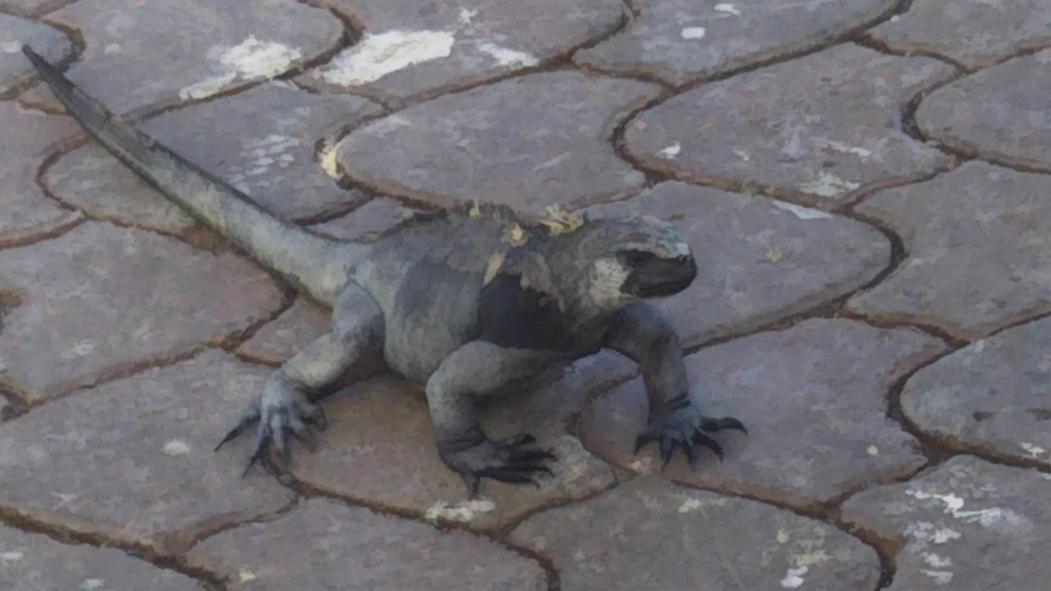 アシカがいるのが当たり前？ガラパゴスの魚市場でアシカが日陰で涼んでるwww