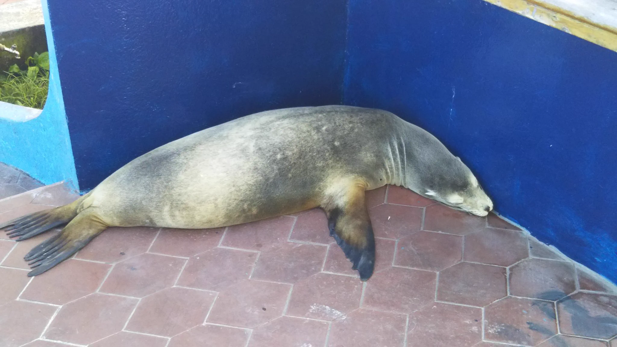 アシカがいるのが当たり前？ガラパゴスの魚市場でアシカが日陰で涼んでるwww