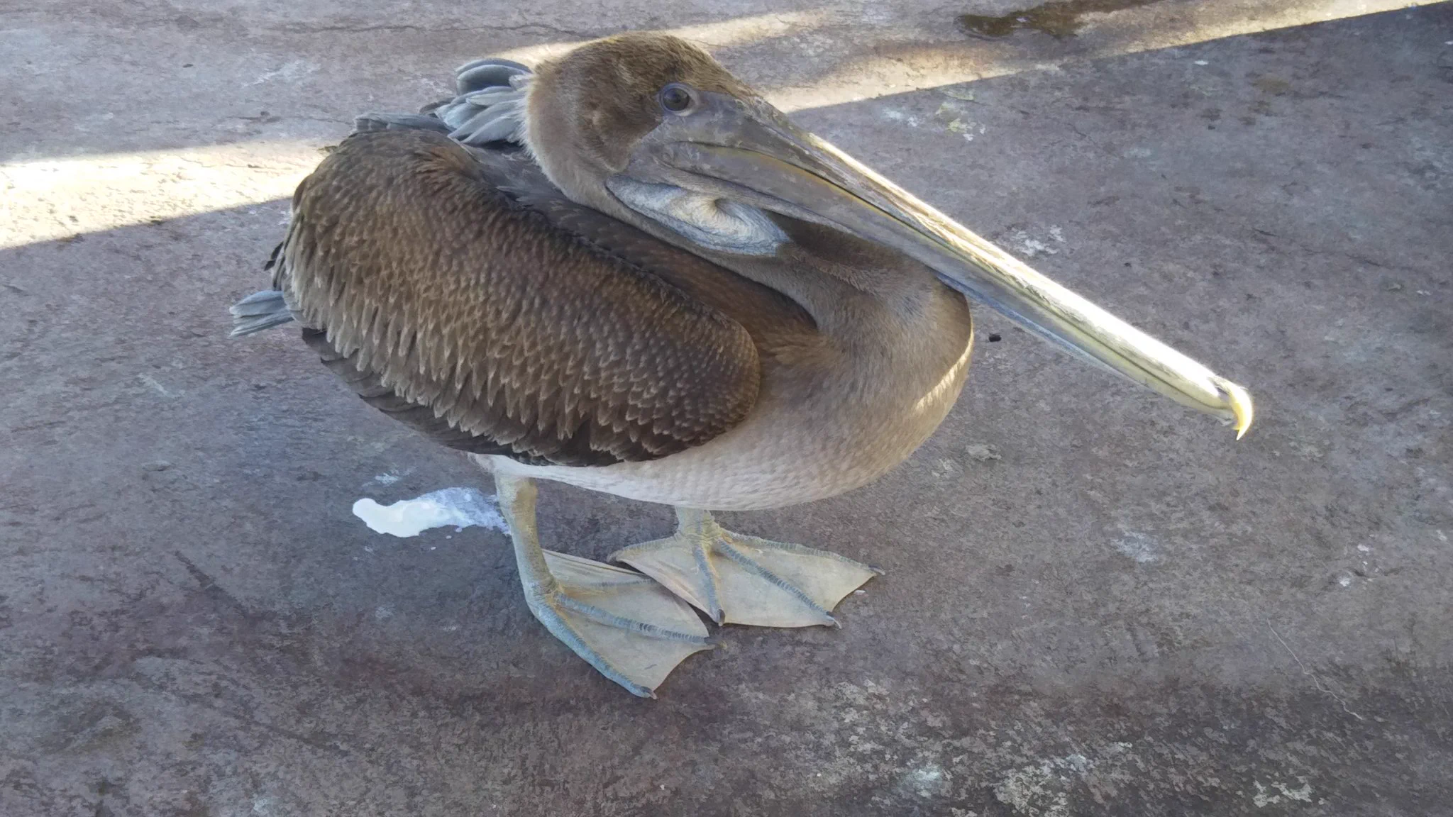 アシカがいるのが当たり前？ガラパゴスの魚市場でアシカが日陰で涼んでるwww