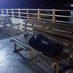 ガラパゴスの街中心部の船着場のベンチで？人が寝ていると思ったらアシカだった!