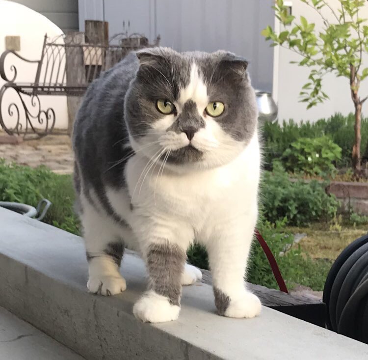 うちの猫の体型なんか違くない 太ってるわけじゃないのに もっしり としている猫さんが愛らしい Togetter