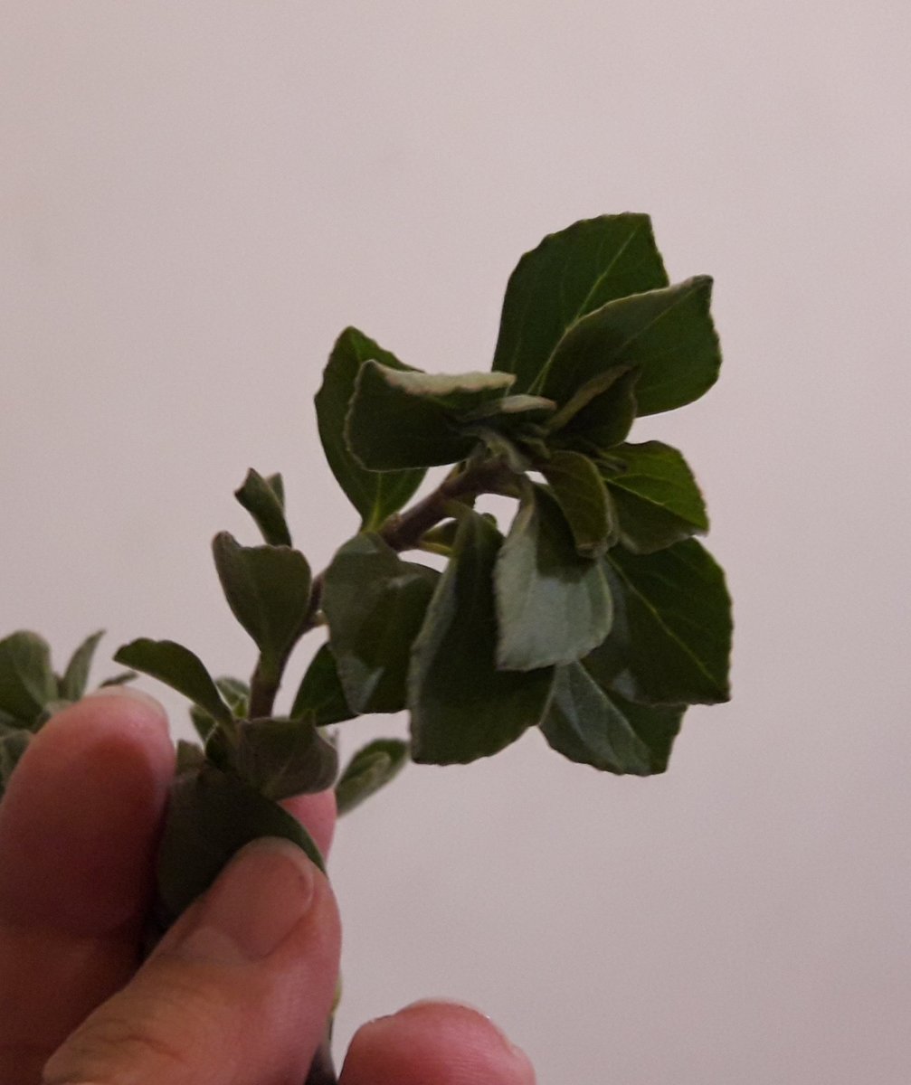 46_escalones's tweet photo. Llevo tiempo intentando saber qué planta aromática es la que huele en los jardines árabes. Me refiero a los de la mezquita de Córdoba, alhambra de Granada,etc. Creo que es esta, alguien sabe cuál es? Twitter haz tu magia. https://t.co/wH1oxbZseN