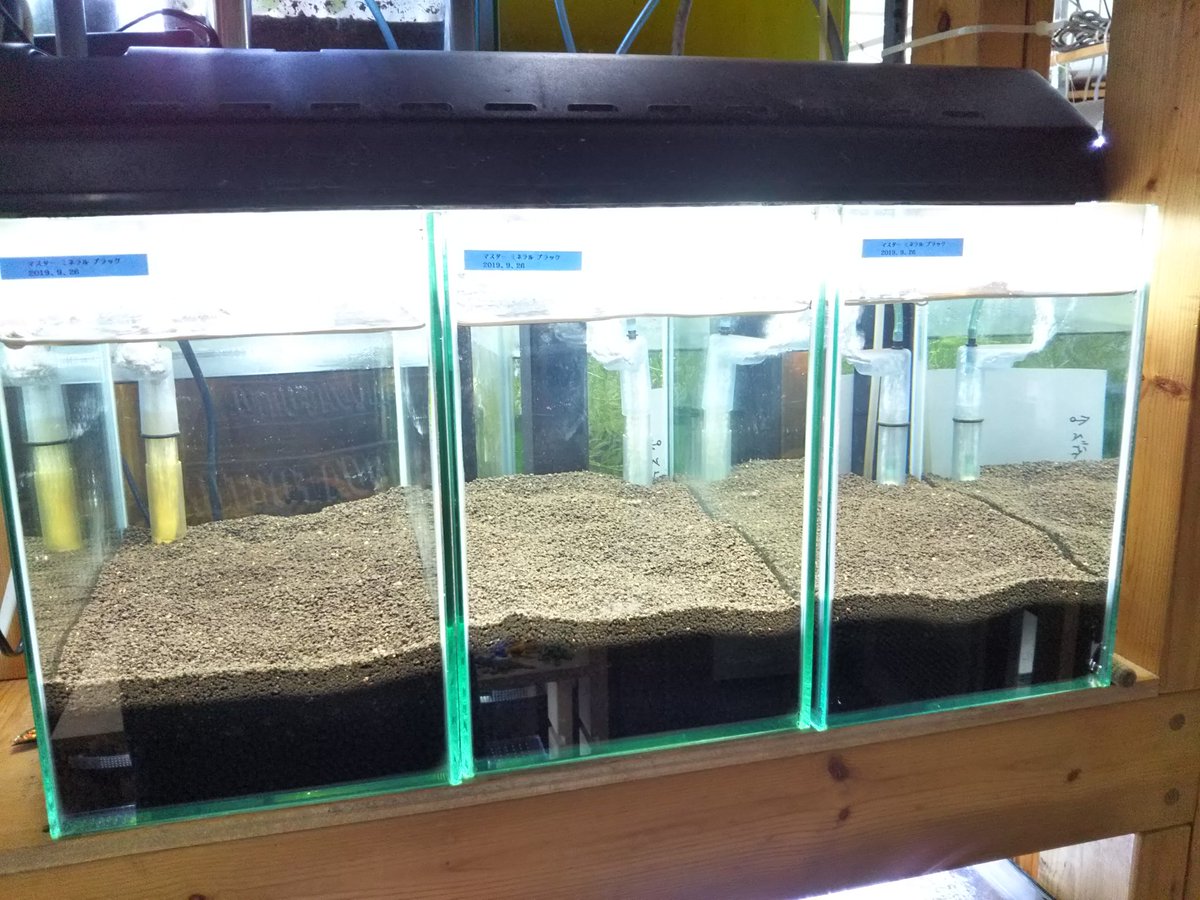 Aqua Fortune レジ前のえびのs水槽３本リセットしました 今回は底面fでマスターソイル ノーマル ミネラル ソイル ノーマル ブラックソイル パウダー で立ち上げます かなり厚敷きになりました えび水槽立ち上げ リセット