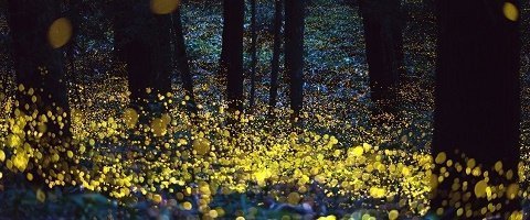 TlaxcalaL's tweet photo. Tlaxcala 
the Sanctuary of the Fireflies that is a natural wonder, in which, every night you can admire millions of fireflies that will light your way, they live there, the only detail is that only in the mating season. #MexicoinmyHeart @cobach04 @jgaedtke1 @vigilanteverde https://t.co/AkRuuiLb1T