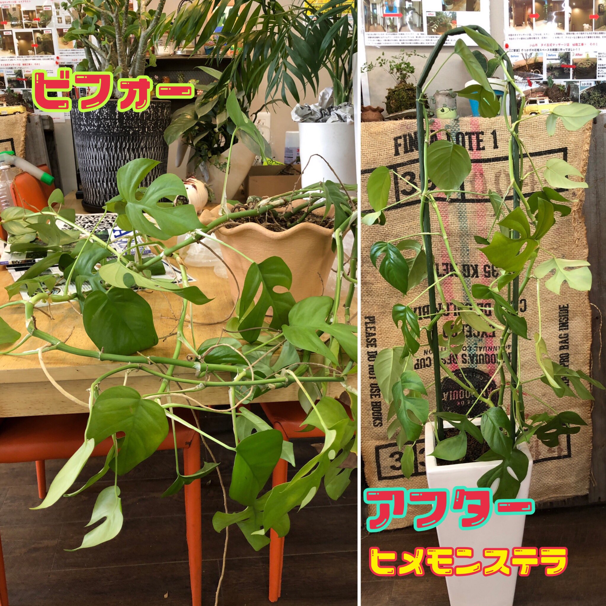 ファニープランツ メンテナンスご依頼です のびのびのヒメモンステラを支柱行燈風に仕立てました 今 葉っぱが裏返しになってる所も そのうち上を向いてくるので 見栄えは段々に良くなってきます ありがとうございました Funnyplants 小山市