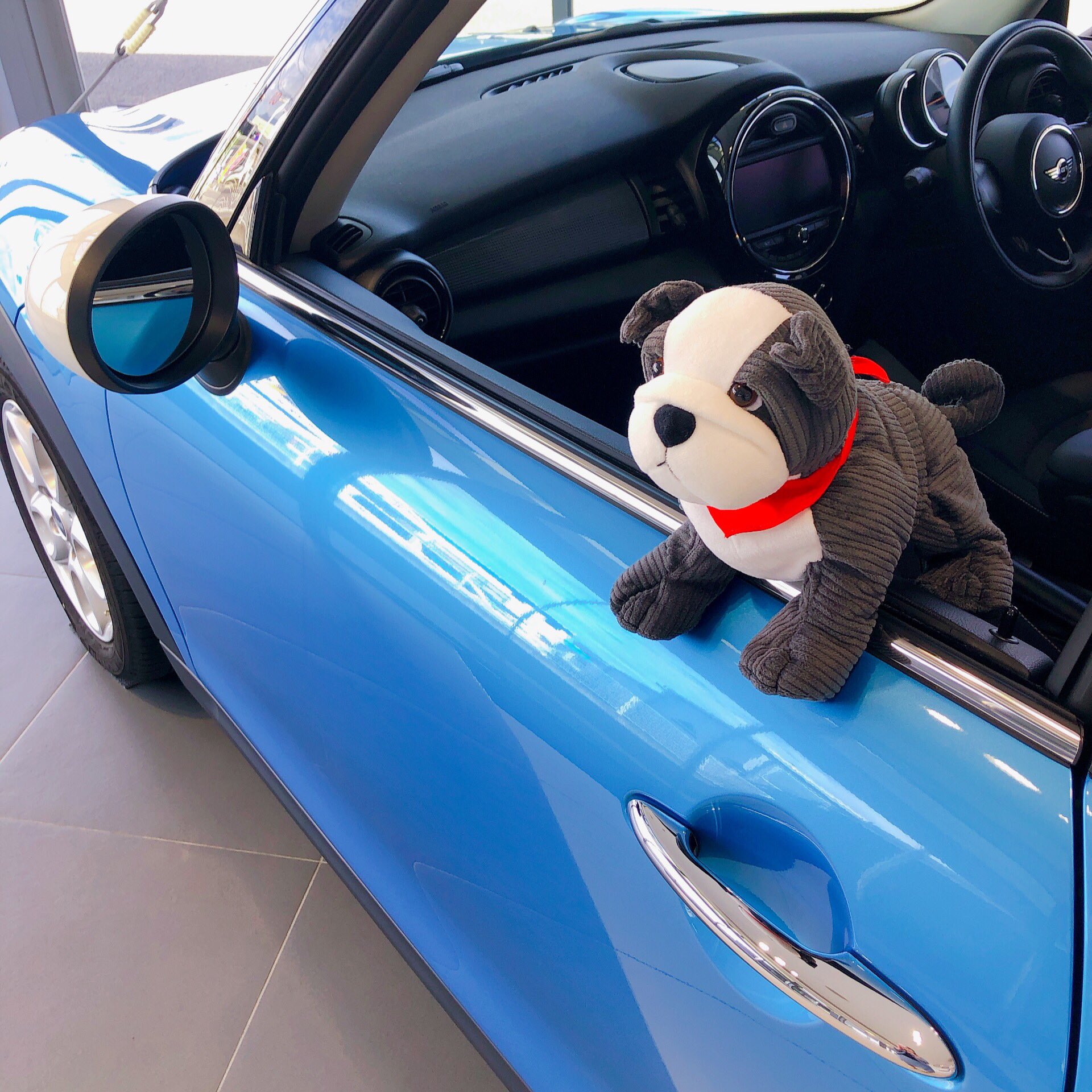 ブルドッグ 中古 車 ブルドッグ 中古 車