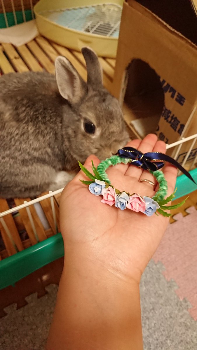 宜恋 Kiren うさぎ ネザーランドドワーフ ハンドメイド 花冠 素敵な花冠を沢山作っていらっしゃるミルクちゃんアリスちゃんママ 09milk30 さんから ご好意で作り方を伝授してもらいました そして一昨日 ついにうちの子の花冠が完成したのです 宜恋 Kiren うさぎ ネザーランドドワーフ ハンドメイド 花冠 素敵な花冠を沢山作っていらっしゃるミルクちゃんアリスちゃんママ 09milk30 さんから ご好意で作り方を伝授してもらいました そして一昨日 ついにうちの子の花冠が完成したのです