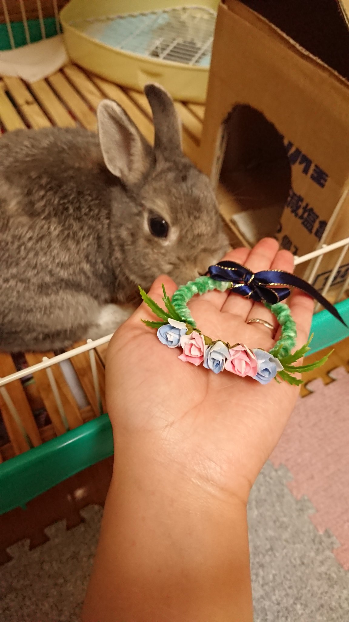 宜恋 Kiren うさぎ ネザーランドドワーフ ハンドメイド 花冠 素敵な花冠を沢山作っていらっしゃるミルクちゃんアリスちゃんママ 09milk30 さんから ご好意で作り方を伝授してもらいました そして一昨日 ついにうちの子の花冠が完成したのです