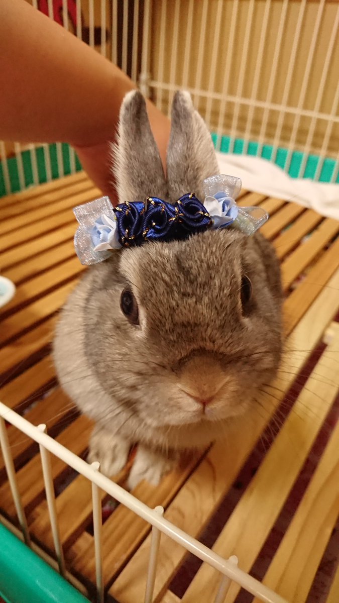 宜恋 Kiren うさぎ ネザーランドドワーフ ハンドメイド 花冠 素敵な花冠を沢山作っていらっしゃるミルクちゃんアリスちゃんママ 09milk30 さんから ご好意で作り方を伝授してもらいました そして一昨日 ついにうちの子の花冠が完成したのです 宜恋 Kiren うさぎ ネザーランドドワーフ ハンドメイド 花冠 素敵な花冠を沢山作っていらっしゃるミルクちゃんアリスちゃんママ 09milk30 さんから ご好意で作り方を伝授してもらいました そして一昨日 ついにうちの子の花冠が完成したのです
