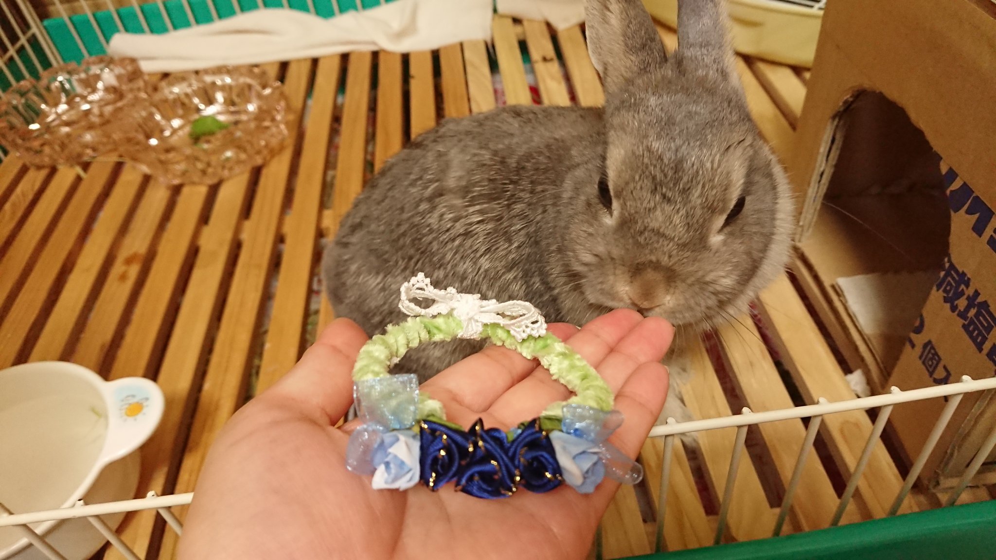 宜恋 Kiren うさぎ ネザーランドドワーフ ハンドメイド 花冠 素敵な花冠を沢山作っていらっしゃるミルクちゃんアリスちゃんママ 09milk30 さんから ご好意で作り方を伝授してもらいました そして一昨日 ついにうちの子の花冠が完成したのです