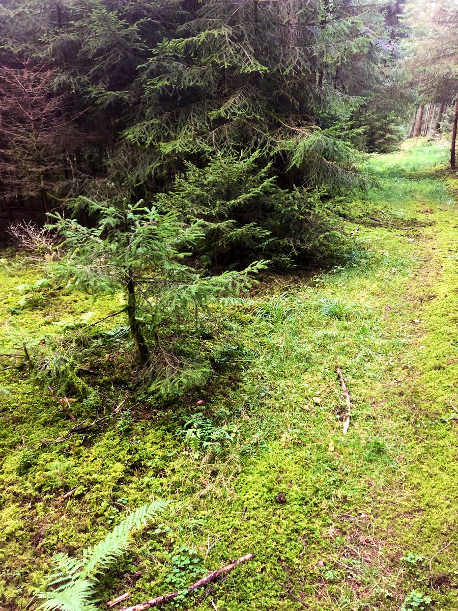 GeroldSchlegel's tweet photo. #GSchoue u bim Pilzlä uf wurmstichigi u alti Pilze gstosse.
Bim Flügepilz nid e mol e Steipilz ir nöchi. https://t.co/TSD3Qn0xXM