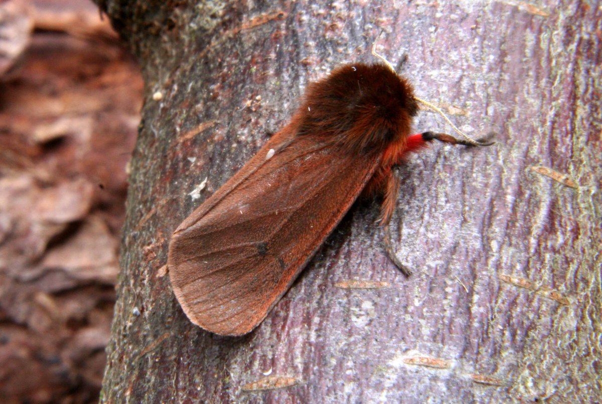 SLGardens's tweet photo. #NationalMothnight rather damp but a reasonable number with the help of the wonderful 2 Davids and one of my favourites late in the year #RubyTiger @BC_Yorkshire https://t.co/nTERUbk5Hu