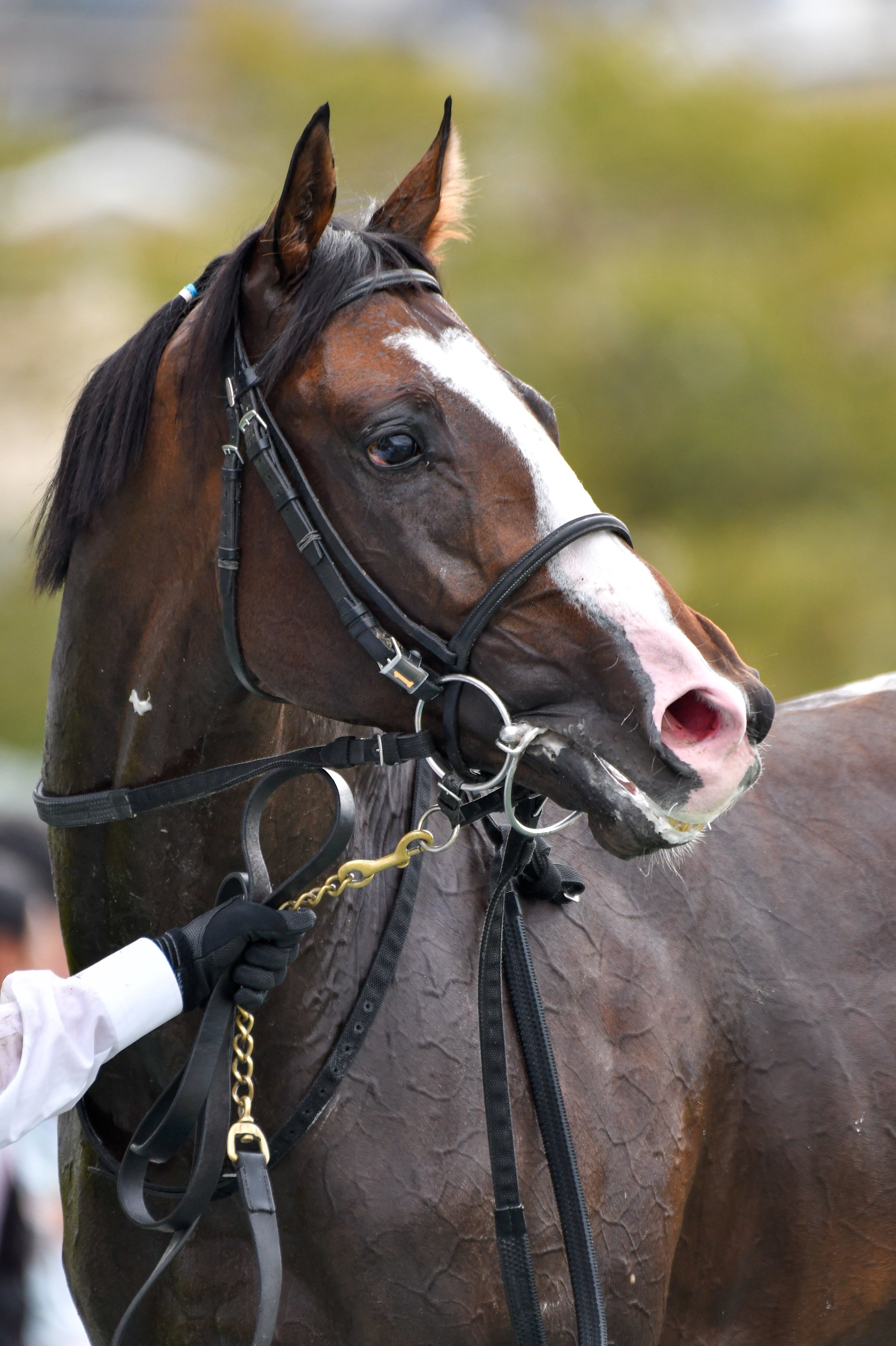 Sleep Pa Twitter ロードマイウェイ ジャスタウェイ産駒の真打ち 4連勝ですが先のある馬だと思うので焦らずじっくり進めてほしいですね 走る姿がとてもかっこいい馬です T Co 0av3zmdrty Twitter