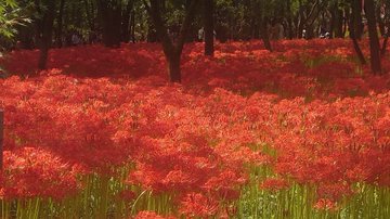 鬼滅の刃 青い彼岸花は存在するのか 登場回や最終回から考察 4ページ目 Selvy