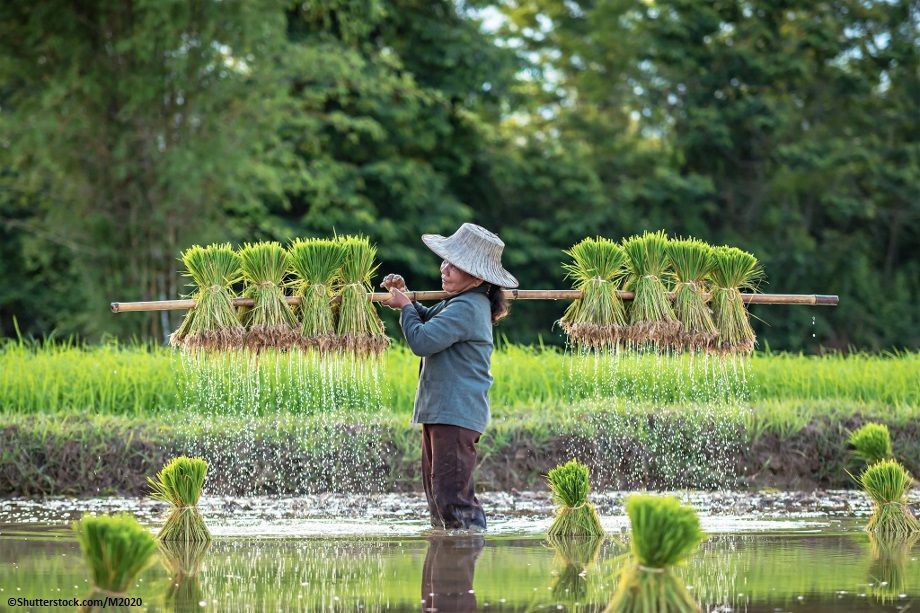 FAOKnowledge's tweet photo. Multiple stresses on our natural resources are making it harder and harder to produce our food.

Learn how nature-based solutions can protect our natural resources and provide a sustainable pathway to food security 👉 https://t.co/7pjxxEIJMy

#NBS #GlobalGoals https://t.co/vxxjMOdoaA