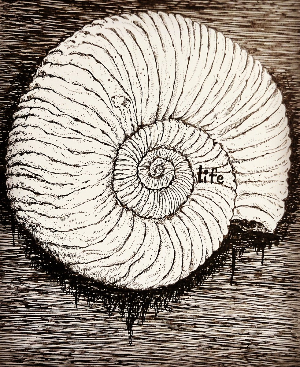 あけびー Ammonite Life 19 9 29 イラスト アンモナイト 線画 ペン Life Illustration Drowing Ammonite Fossil 岡山