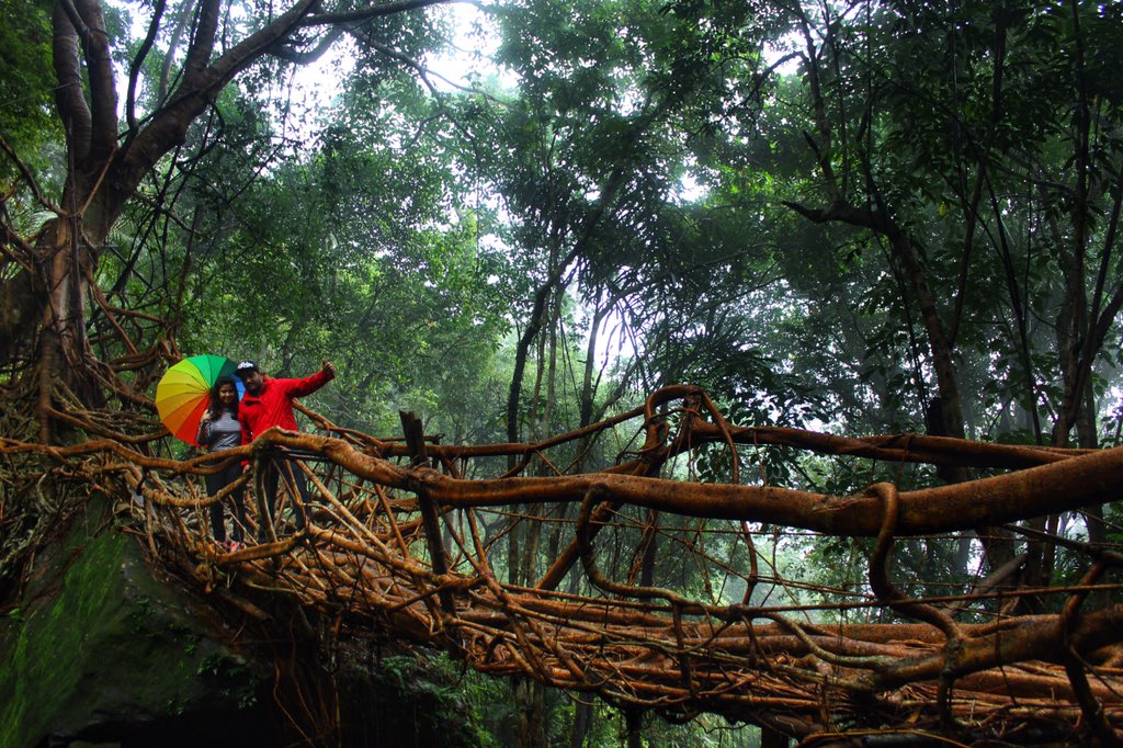  #MeghalayaThreadThe finest example of ancient engineering of Khasi Tribe of Meghalaya is the “Living Root Bridges” of Cherrapunjee. The roots of the trees are arranged and as they grow stronger they serve as bridges to cross streams. Brilliant !! #ମେଘାଳୟଡାଇରି  #MeghalayaDiaries