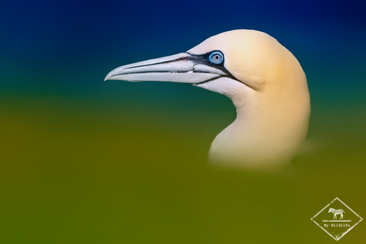 Retour en texte et en images sur le voyage photo ornitho en Ecosse de fin juin 2019 avec Worldway photo my-wildlife.com/retour-voyage-… 🙂

Envie de participer à l'édition 2020 ? Suivez ce lien my-wildlife.com/voyage-photo-e… 😉

#voyagephoto #ecosse #ornithologie