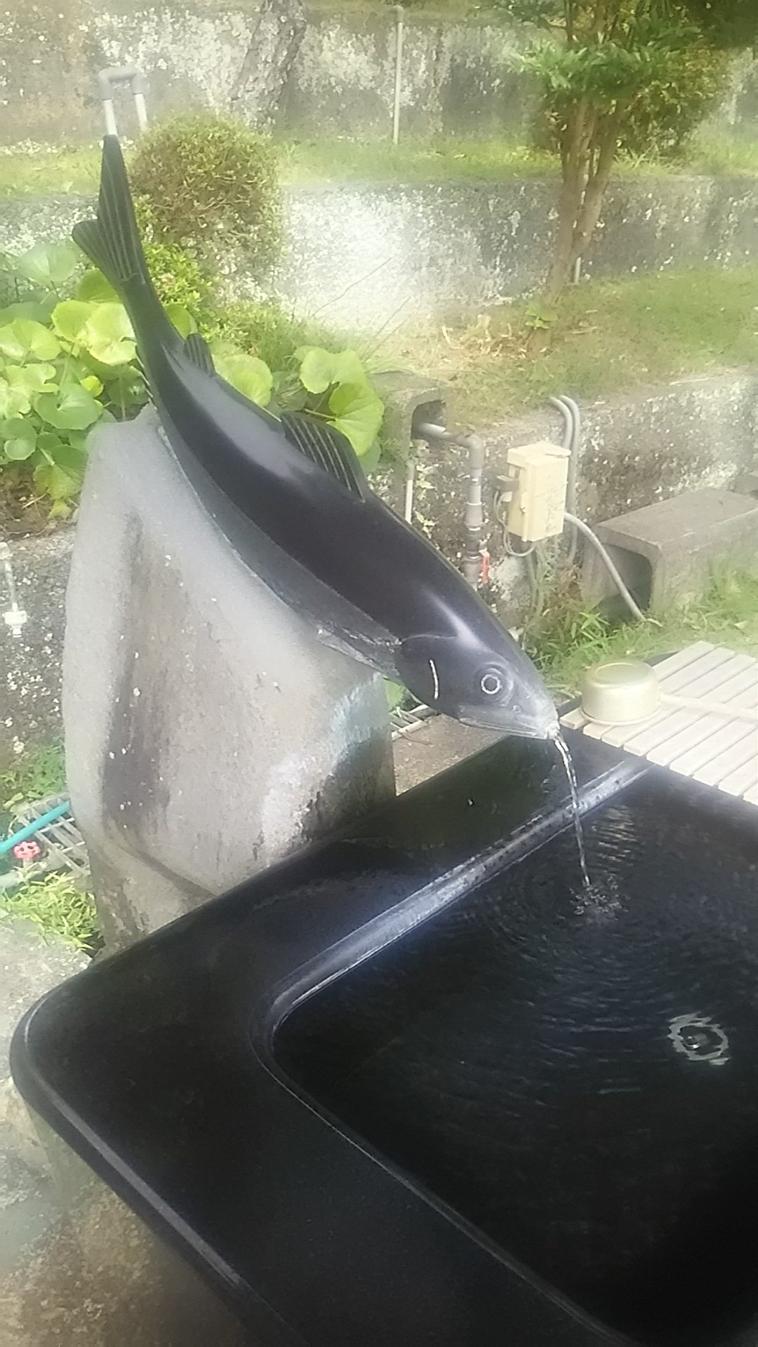 鮎 はなぜ 魚 偏に 占 うと書く 調べてみたら 面白い話が色々釣れました オマツリジャパン あなたと祭りをつなげるメディア