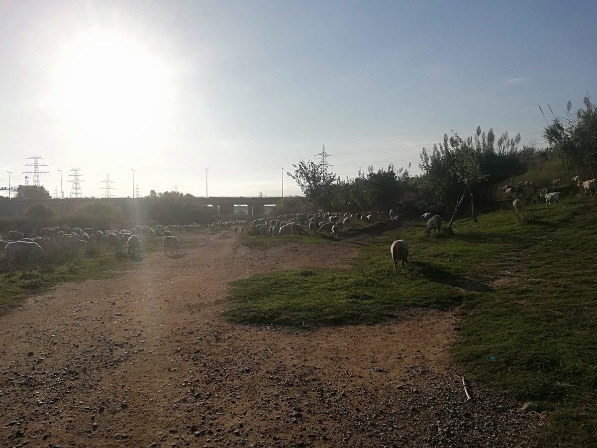 carlesopey's tweet photo. #runners #alternatives #merce2019 https://t.co/5T2kYnYISO