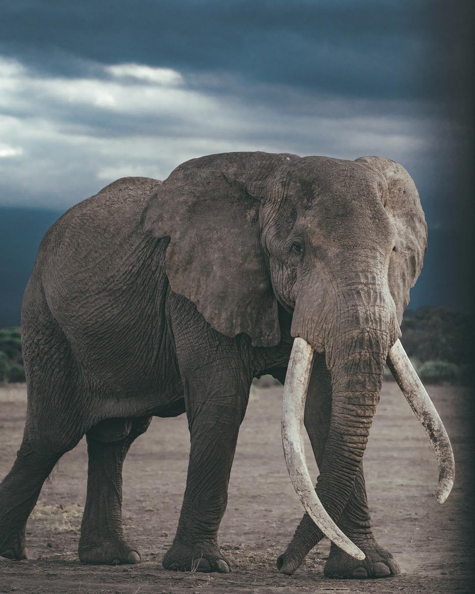 Meet big boy Craig of the Amboseli. He is so fabulous he even poses for photos. Photos by <a href="/Carmen_Huter/">Carmen Huter</a>