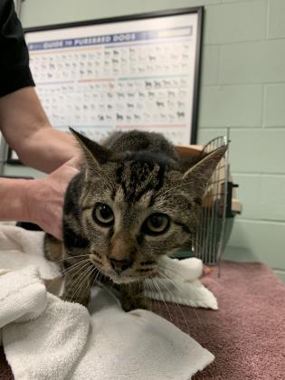 The cats in Gaston County in #DallasNC get no networking  &amp; die quickly within a few days unknown &amp; unloved! Save this tabby boy kitty 42840671 Email GCACE@gcps.org Phone (704) 922-8677 gastongov.com/departments/po… EXTREMELY URGENT!
petango.com/Adopt/Cat-Dome…