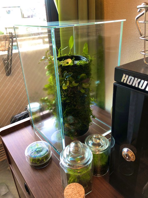 自分への誕生日にテラベースという着生植物を育てるシステムを買いました。
世界観って感じだ‥ 