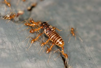 SaevusWildlife's tweet photo. A feast for opportunistic predators, this unique swarming phenomenon that termites display is an incredible moment to capture in nature’s landscape.
Read more- https://t.co/vVUqQuUzi4

#alates #dispersalofreproductiveindividuals #minipredators #smallwonders #swarm #termitecolony https://t.co/qFy40N5Jwv